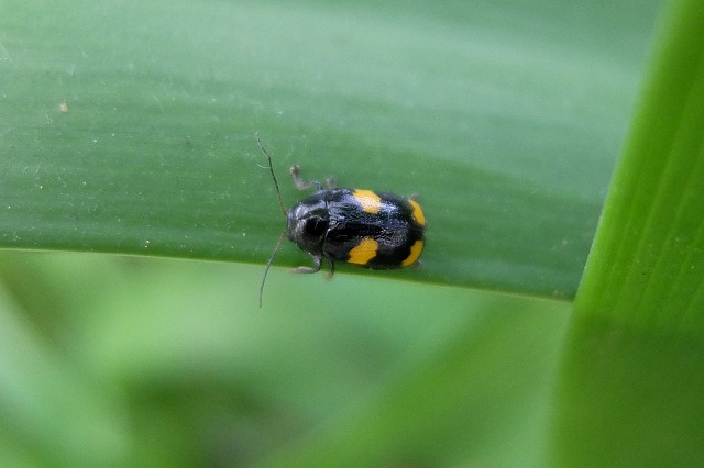 ハムシ ３種 16 4 30 ハンノキハムシ クロボシツツハムシ ヨツモンクロツツハムシ 舞岡公園の自然２