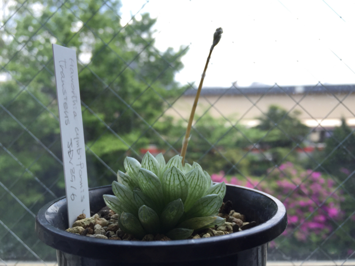 綺麗に育てる は難しい ハオルチア トランシエンス サイキック迷子