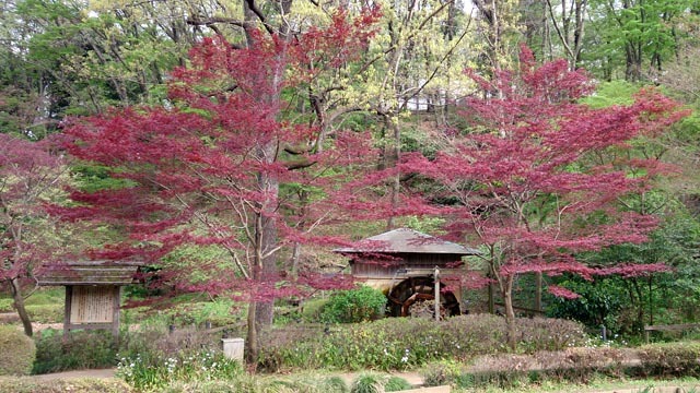 4月13日の薬師池公園_e0133780_18315021.jpg