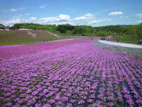 トレーニングを兼ねて｢芝ざくら公園｣まで_e0268680_4483952.jpg