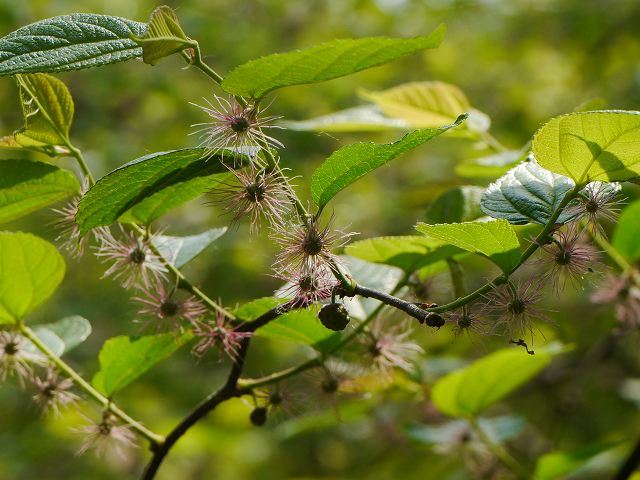 初見のムサシアブミの花。ヒメコウゾの雄花と雌花。カメムシとコジャノメ。_d0088184_20555375.jpg