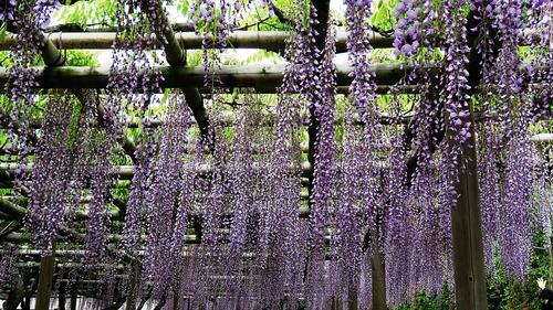 平等院鳳凰堂と藤の花_e0340485_16324287.jpg