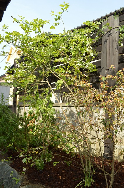 2016年 河内長野市 千代田 ガーデンリフォーム_a0233896_12234196.jpg