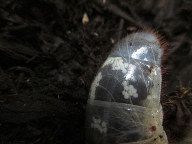 カブトムシ幼虫のオシリに白い斑点が 昆虫ブログ むし探検広場