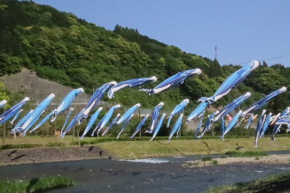 カツオのぼり カントリーマム カツオのぼり カントリーマム