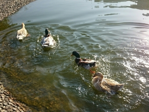 c0213817_10215419.jpg