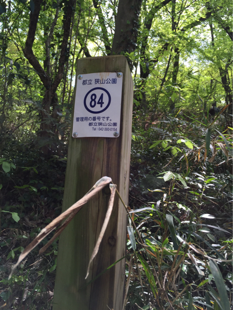 そういえばこの間びすけと東大和市の都立狭山公園をお散歩した(平成28(2016)年4月15日_c0156021_16422021.jpg