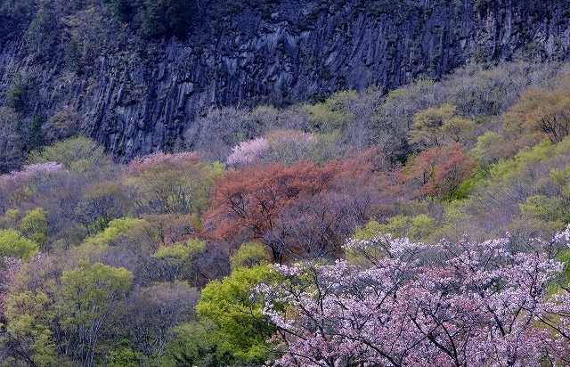 今年最後の桜_a0322322_16271412.jpg