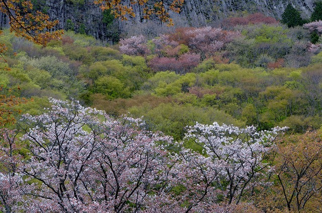 今年最後の桜_a0322322_16272584.jpg