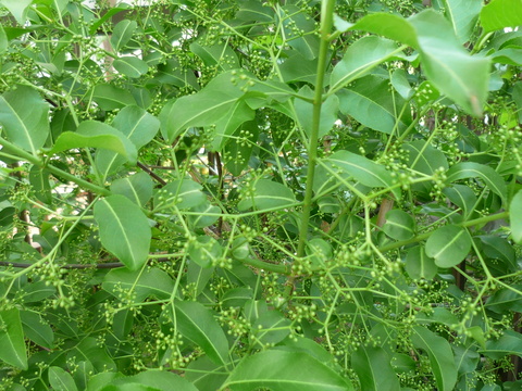 c0117525_22185737.jpg