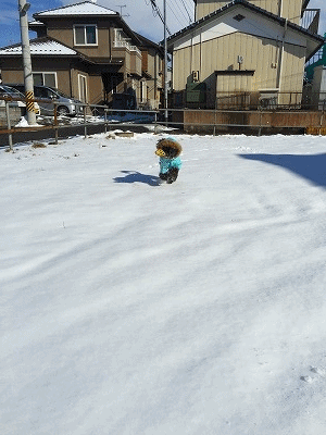 f0326925_17135692.gif