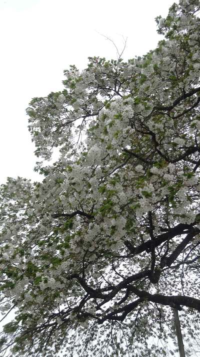 太白桜 5 1 つくしんぼ日記 徒然編 太白桜 5 1 つくしんぼ日記 徒然編