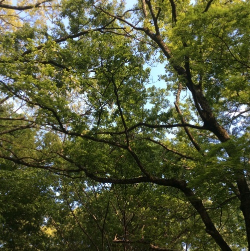 a0291132_10171627.jpg