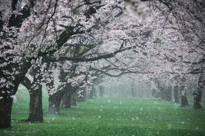 みちのく桜情景１０_d0067934_8494592.jpg