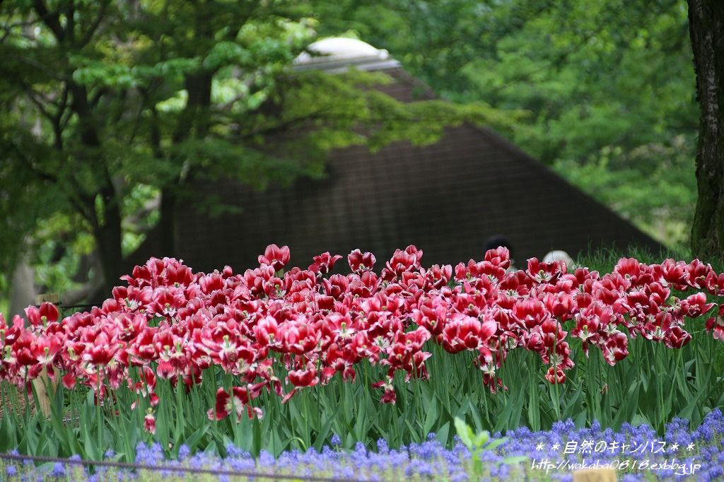 e0052135_22275590.jpg