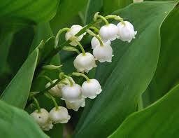 Jour de muguet（すずらんの日）のカップ＆ソーサー_a0245136_14282621.jpg