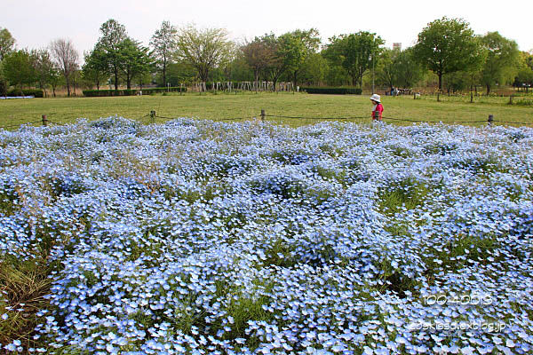 《花》　大宮第三公園のネモフィラと菜の花_c0080036_1203679.jpg