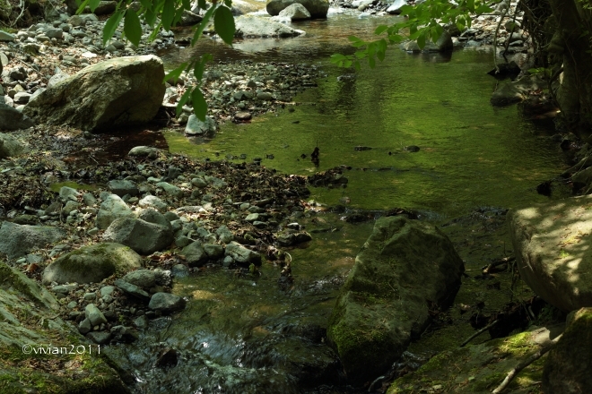 矢板 栃木県民の森 ~野鳥の楽園で癒される~_e0227942_22260774.jpg