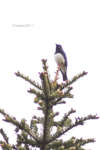 矢板 栃木県民の森 ~野鳥の楽園で癒される~_e0227942_22345292.jpg