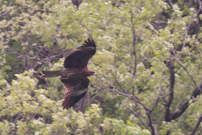 矢板 栃木県民の森 ~野鳥の楽園で癒される~_e0227942_22433457.jpg