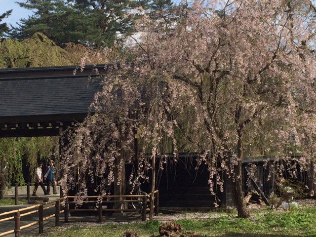 お客様から旅のご報告　in 角館_c0343447_1121142.jpg