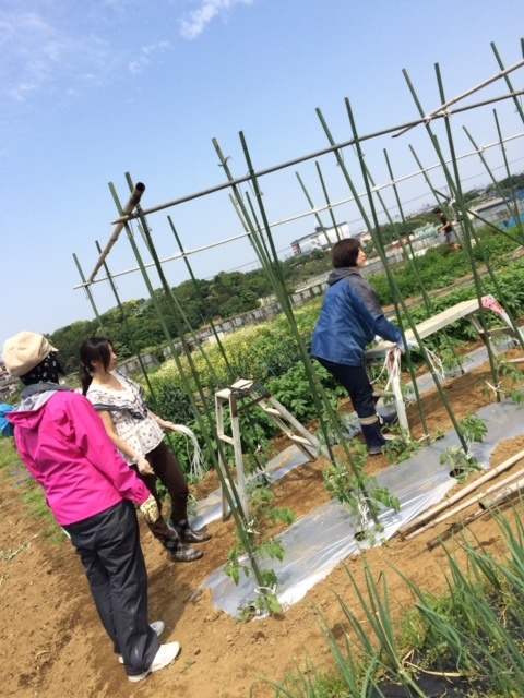 今朝は　飯田　永藤と４名様の畑ボランティアさんで　トマトの櫓立て　全て終了しました_c0222448_17291440.jpg