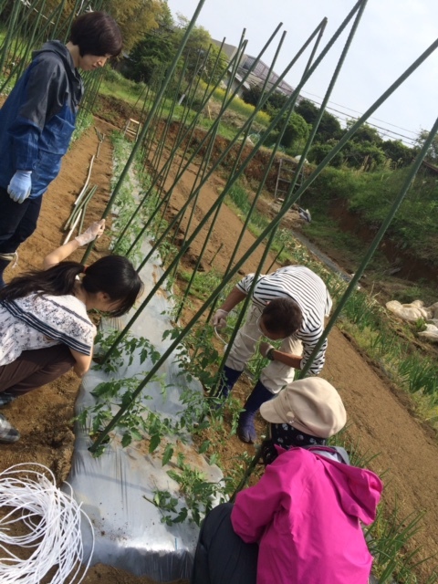 今朝は　飯田　永藤と４名様の畑ボランティアさんで　トマトの櫓立て　全て終了しました_c0222448_17294081.jpg