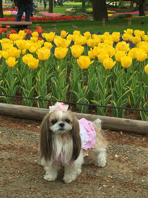 2016年４月昭和記念公園へ♪_e0201748_7492287.jpg