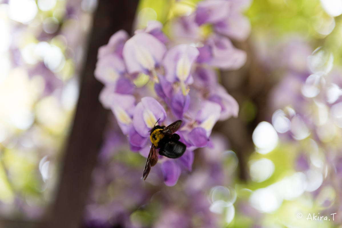 桜井公園 -1-_f0152550_17105350.jpg