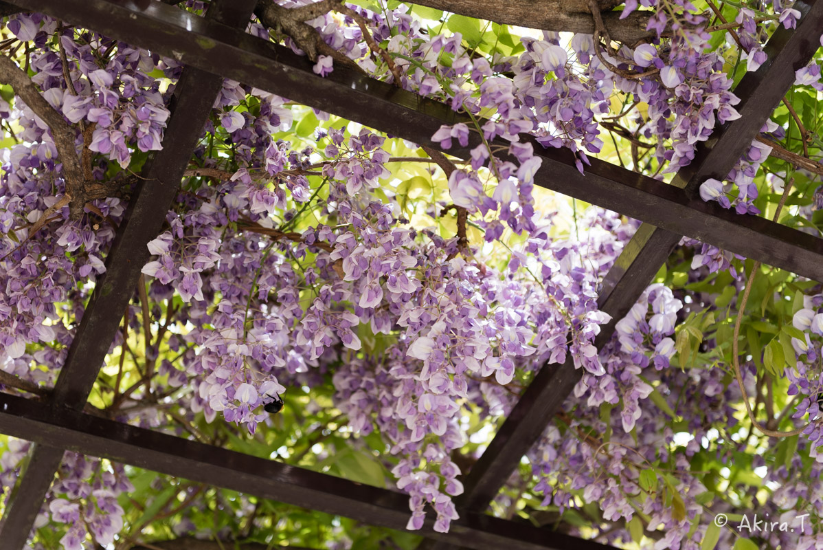 桜井公園 -1-_f0152550_1710935.jpg