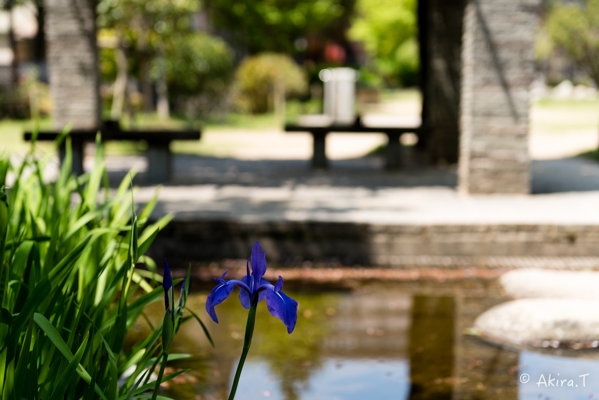 桜井公園 -1-_f0152550_17145481.jpg