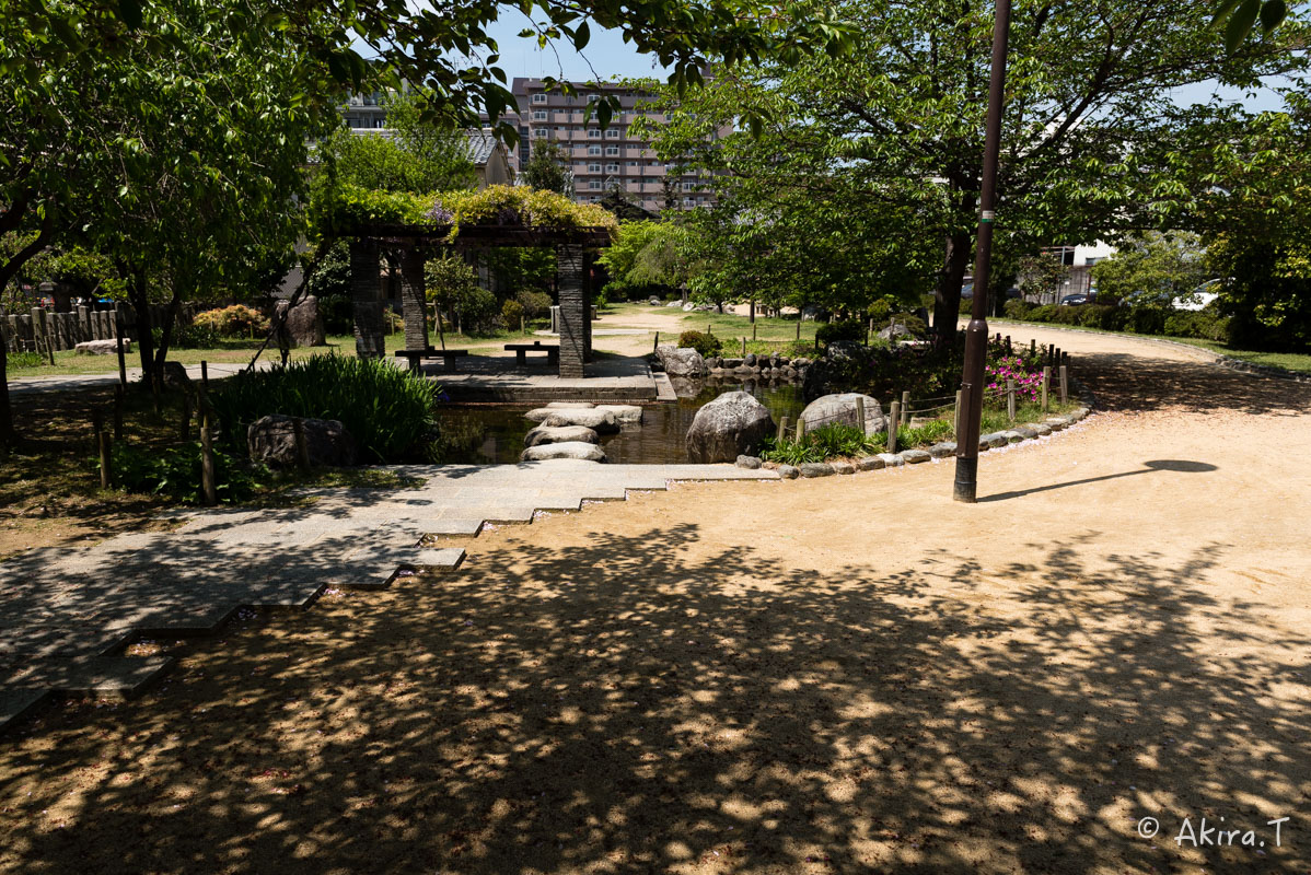 桜井公園 -1-_f0152550_1715815.jpg