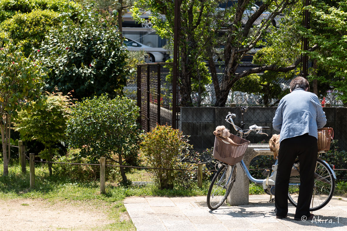 桜井公園 -1-_f0152550_17362573.jpg