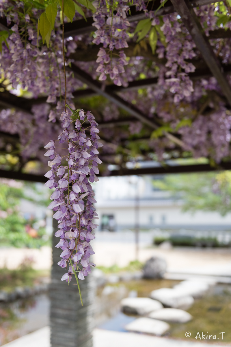 桜井公園 -1-_f0152550_1793663.jpg