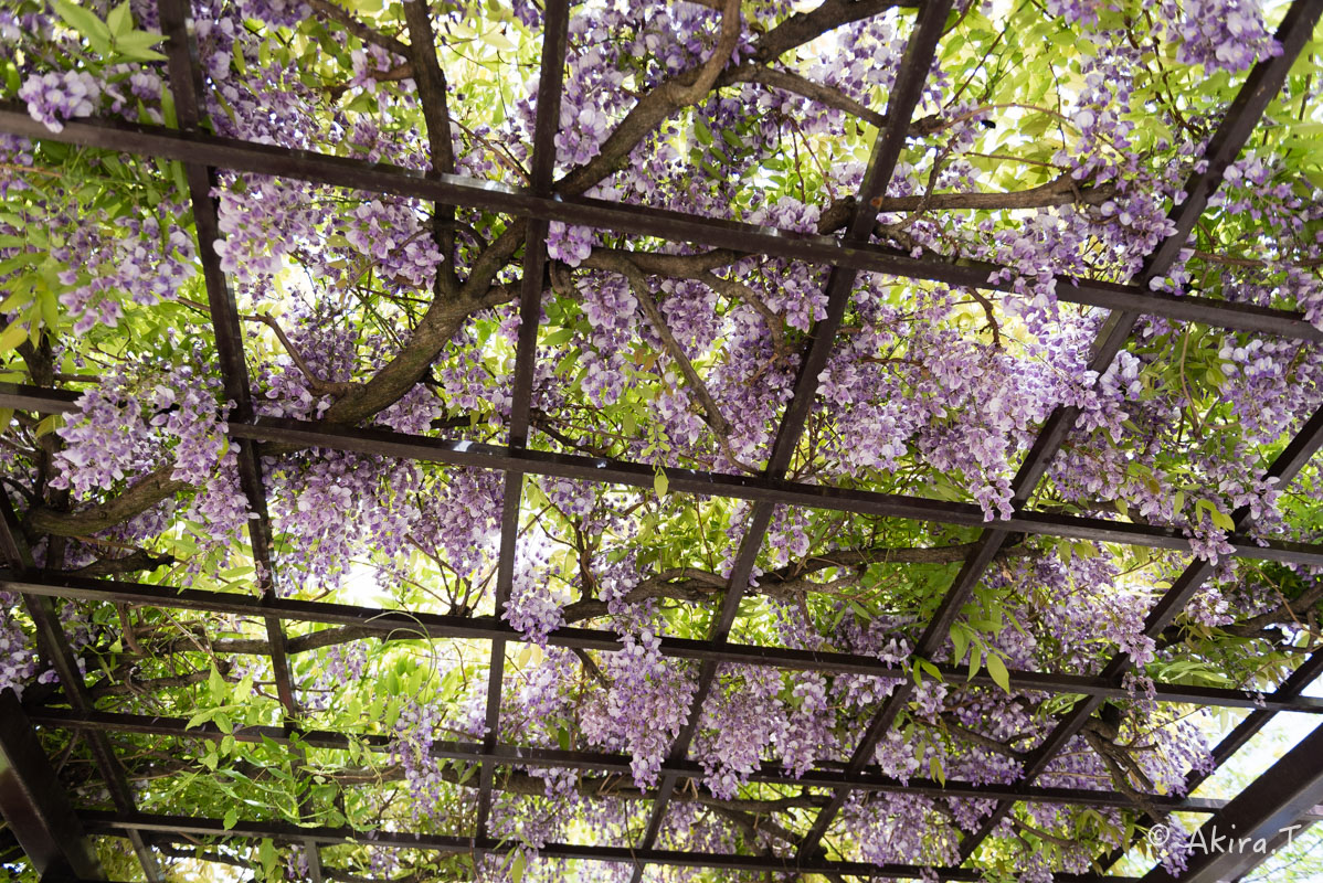 桜井公園 -1-_f0152550_1795343.jpg