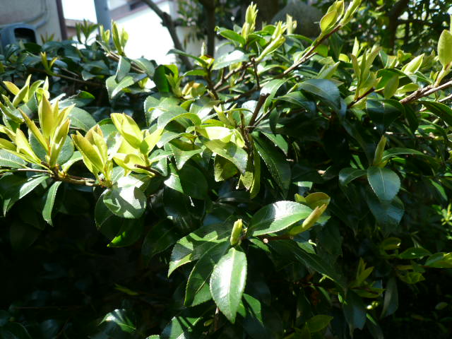 c0043055_1134429.jpg