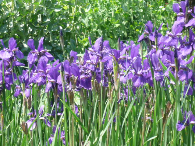 c0043055_11491674.jpg