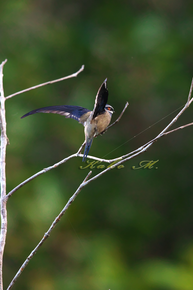 コシラヒゲカンムリアマツバメ　Whiskered Treeswift_d0013455_1743540.jpg