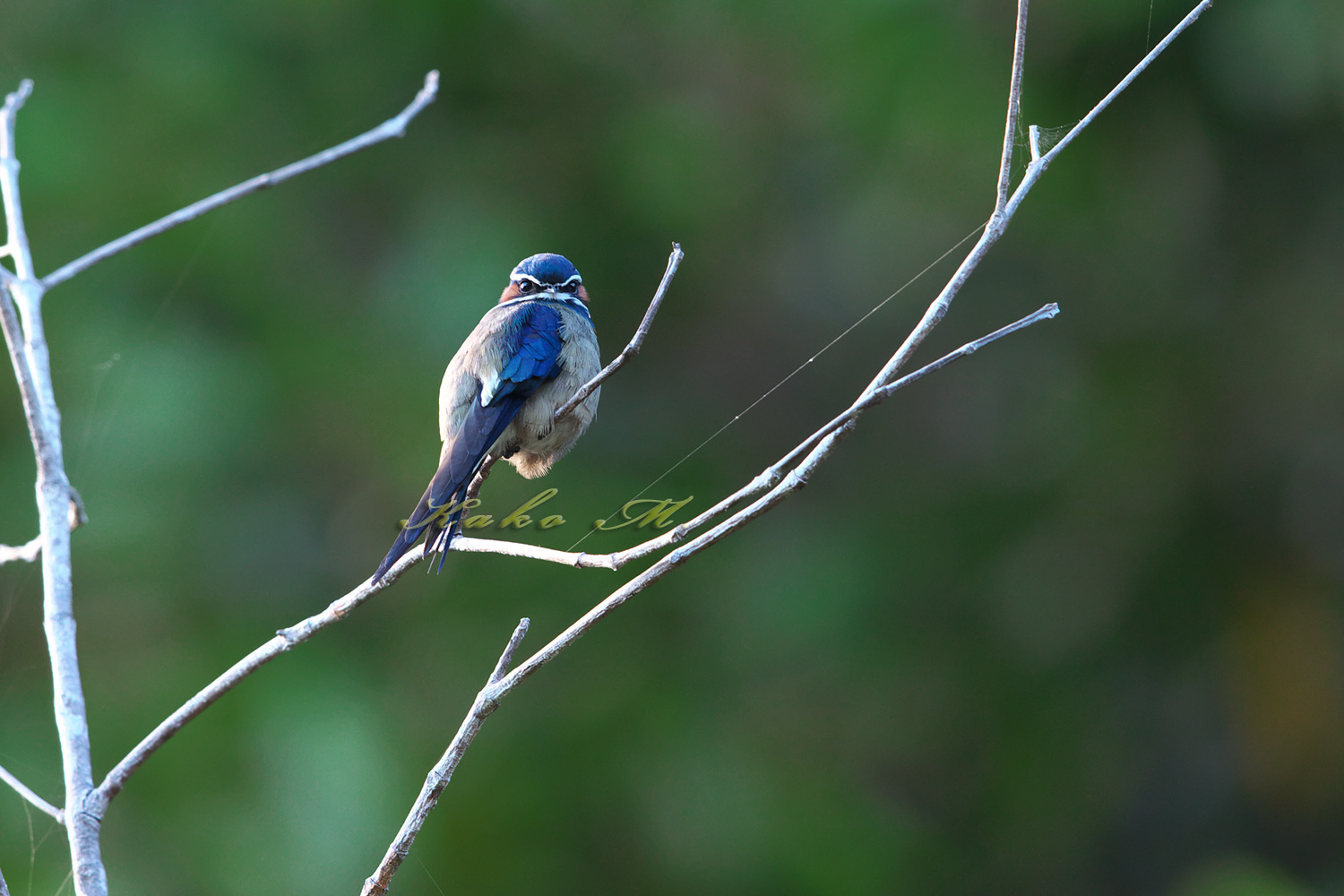 コシラヒゲカンムリアマツバメ　Whiskered Treeswift_d0013455_17513100.jpg