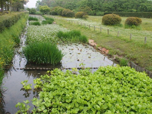 近場の太宰府政庁址、観世音寺へ行く　　d(-_-)b〜♪_b0124456_1730240.jpg