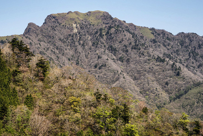 アケボノツツジと新緑の景色です。高知県本川村　瓶ガ森林道周辺_f0231460_12565296.jpg