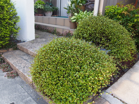 b0194267_1956236.jpg