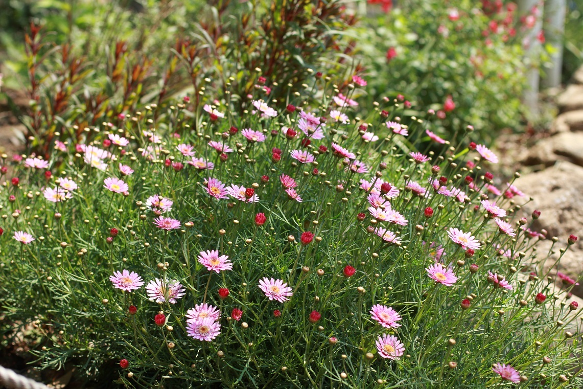 福岡中央公園の花 その5 ~アヤメ、ガーベラ、マーガレット、ブルーデージー、ナデシコ~_a0107574_20142897.jpg