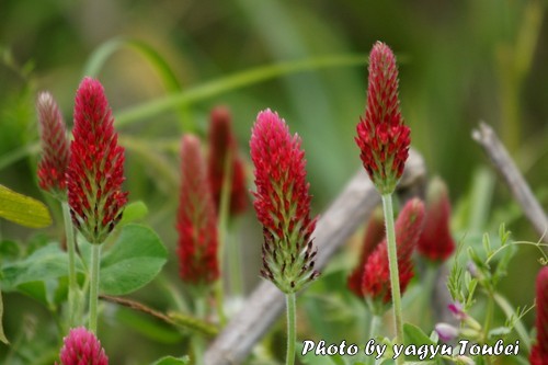 河原に咲く赤い春の花 とことん写真