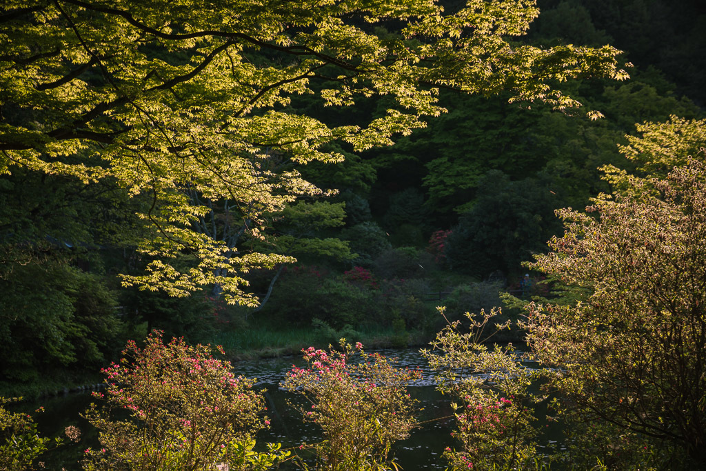 鳥見山公園　ツツジ_a0301676_14421261.jpg