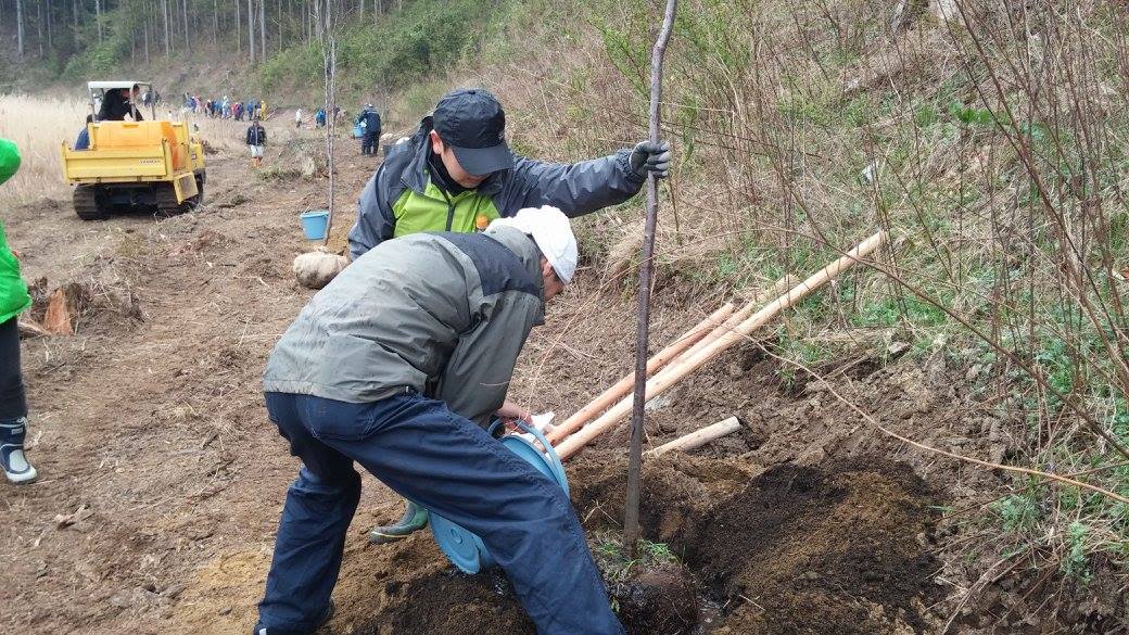 宮城県石巻市 被災地を再びサクラ色に_d0259876_1833730.jpg