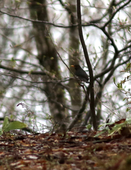 ダム湖の野鳥探索_d0262476_4522573.jpg