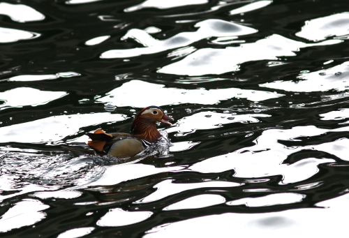 ダム湖の野鳥探索_d0262476_45227.jpg