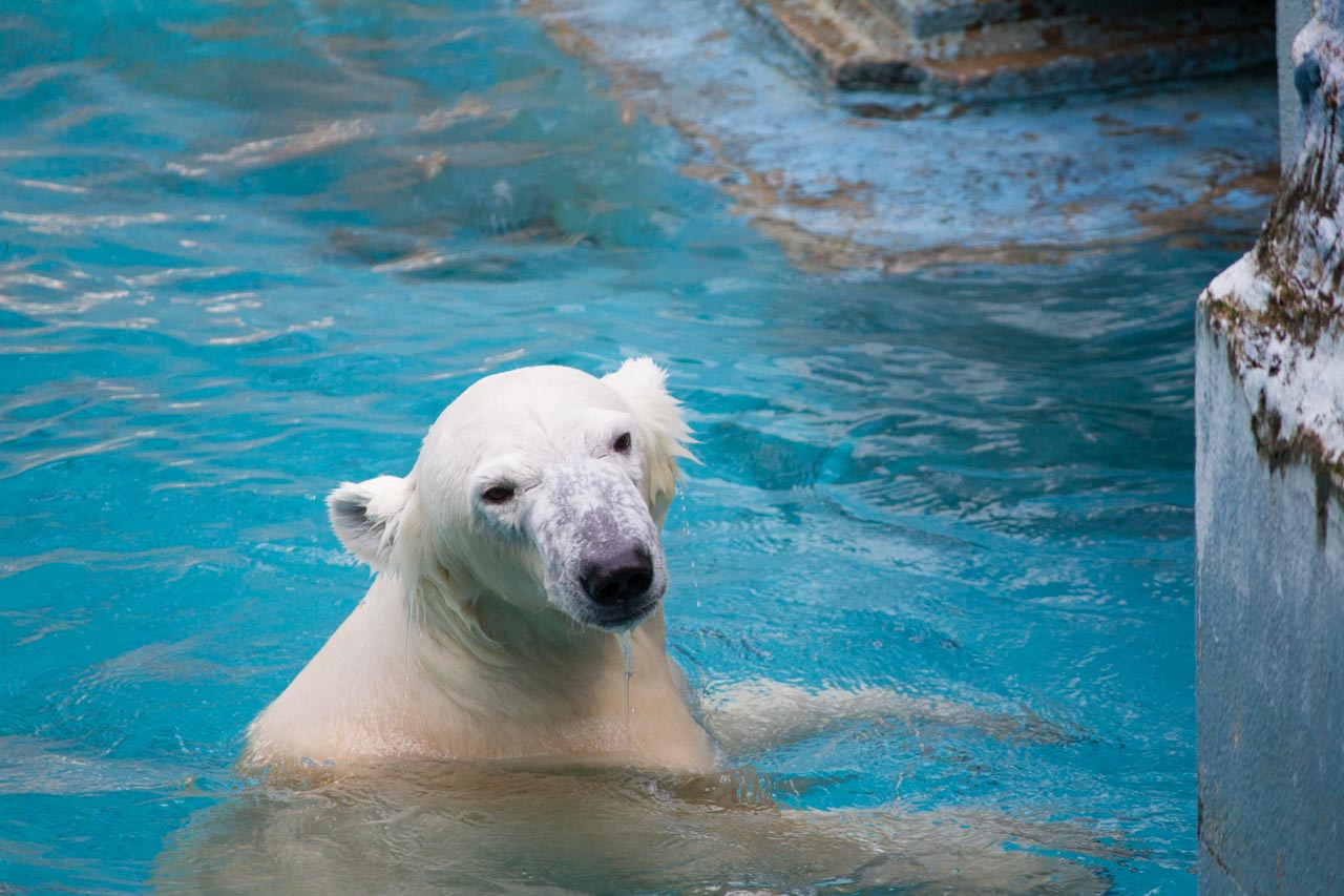 2015年 大阪市天王寺動物園 ホッキョクグマ その29_b0337677_936963.jpg