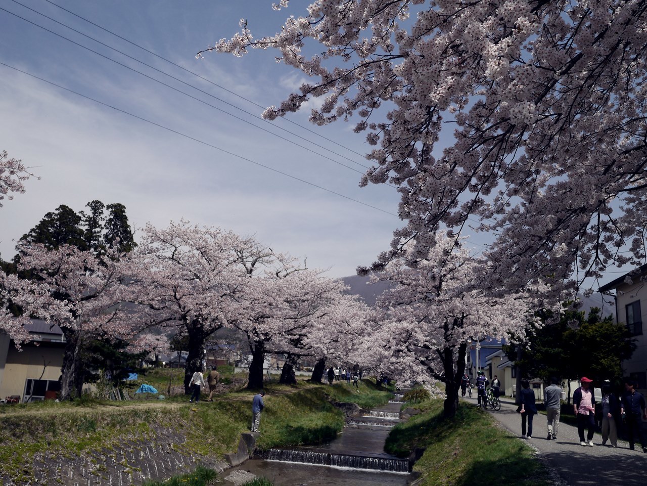 猪苗代　観音寺川桜並木_e0167780_21353491.jpg